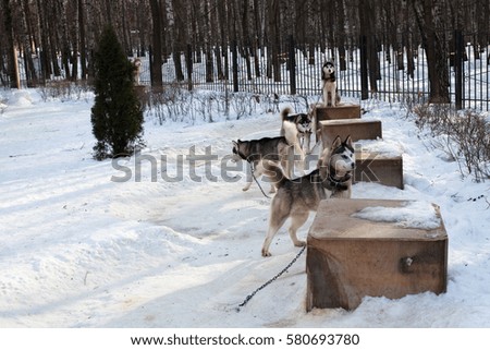 Kennel for husky. Husky dogs near their kennels. Husky in winter