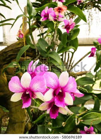 Beautiful  phalaenopsis orchid from Thailand