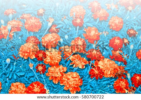 bright and colorful flowers marigolds. autumn landscape.