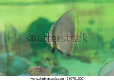 aquarium  colorful fishes in dark deep green water