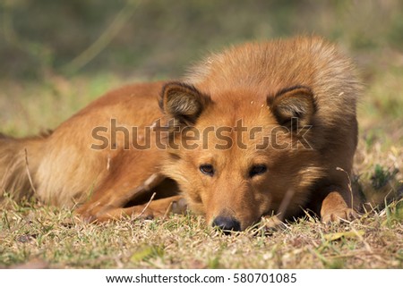 Image of brown dog on nature background. Pet.