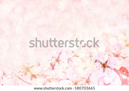 Spring blossom/springtime cherry bloom, toned, bokeh flower background, pastel and soft card