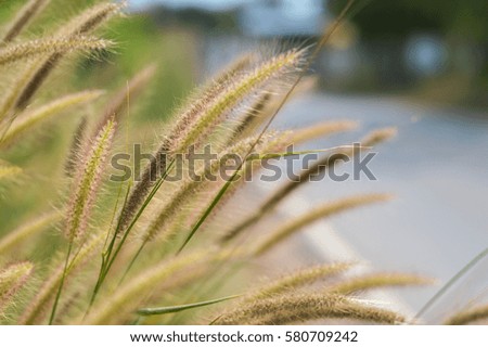 The grass along the side of the road