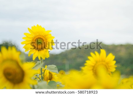 Sunflowers garden in Khao Yai of Thailand