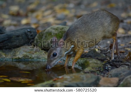 Lesser mouse-deer at water pond in forest,  Tragulus javanicus