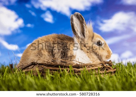 Easter rabbit in the spring time