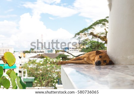 Dog sleeping in Wat Kaew temple. Funny afternoon