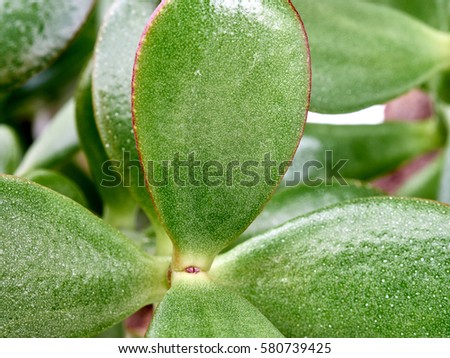 Crassula leaves closeup