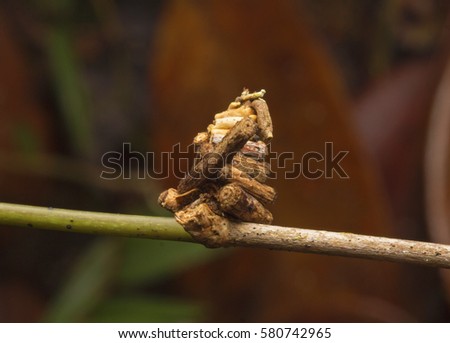 Bagworm Moth Caterpillar (Psychidae sp.) building a small structure made of cut twings and branches.