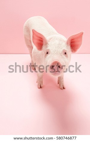 Portrait of piglet, studio shot