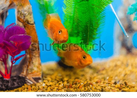 Two goldfish swimming in aquarium by plants