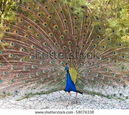A peacock with colorful tail performs in a spectacular wheel