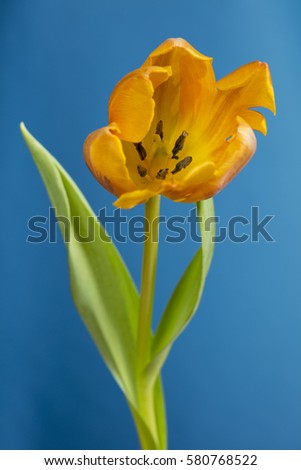 Yellow tulip for a blue background