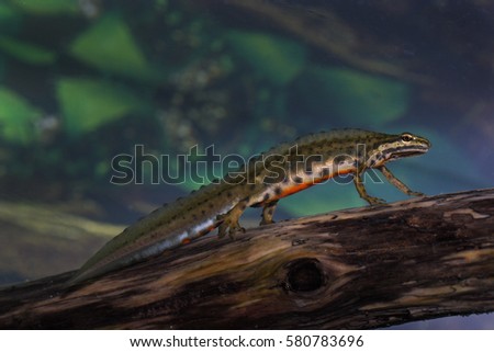 smooth newt - male