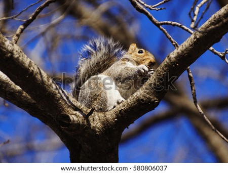 a grey squirrel with an acorn is sitting on a branch in the background blue clear sky, a picture from Central Park in New York     