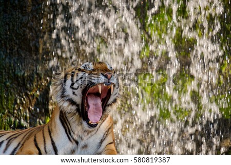 Tiger sitting and yawning in front of waterfall.