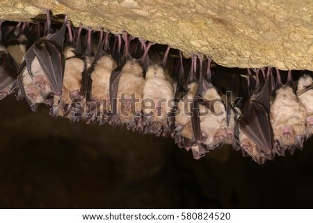 Greater horseshoe bat Rhinolophus ferrumequinum colony in the cave
