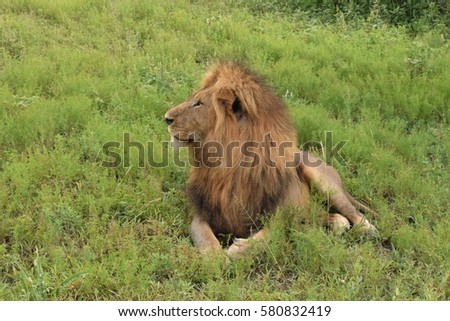 Male lion laying on the ground 