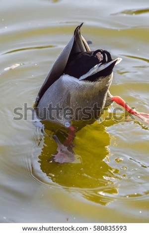 Mallard Duck diving in water for food