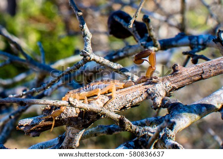 A female striped bark scorpion poses aggressively in a tree in Texas. 