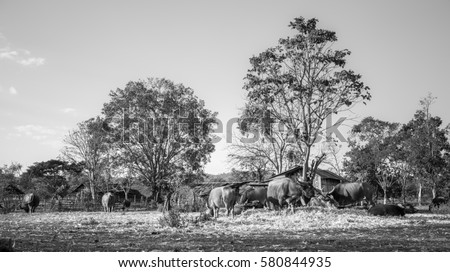 Buffalos eats the corn husks on ligting sunset in the farm. Black and white picture style.