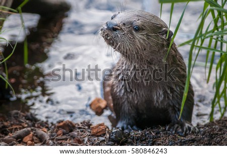 Curious river otter pup.