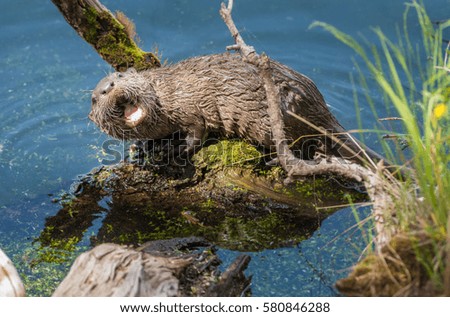 River otter pup eating a fish.