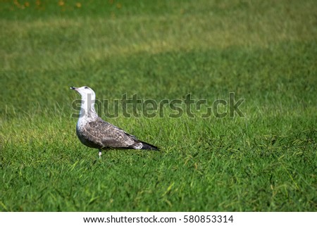 Seagull on grass