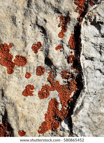 abstract background or texture orange lichen on limestone rocks