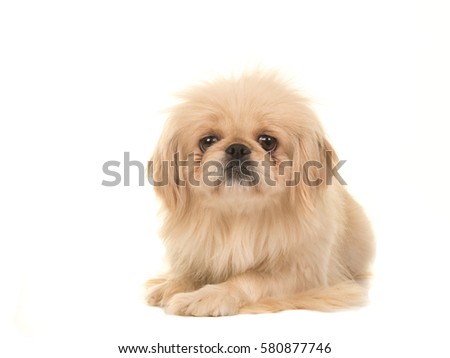Blond adult tibetan spaniel dog seen from the front lying on the floor facing the camera isolated on a white background