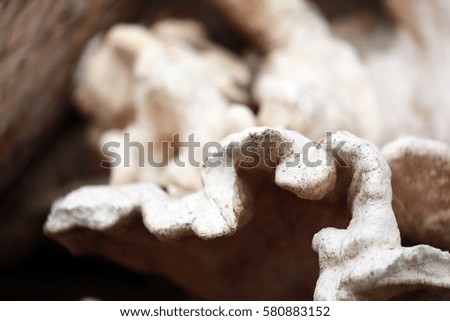 White Mushroom on a tree 