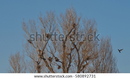 many bird nests on a tree against blue sky