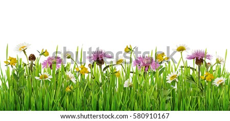Grass and wild flowers border on white background