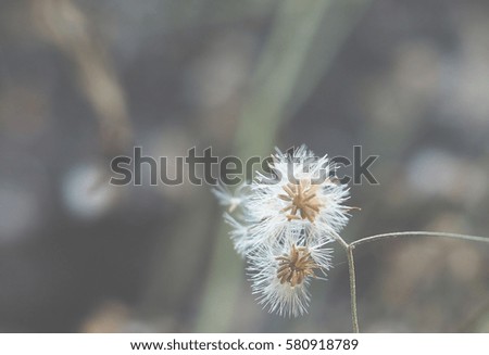 Soft focus of portrait little daisy coat button flower, blurry & dreamy pastel style.