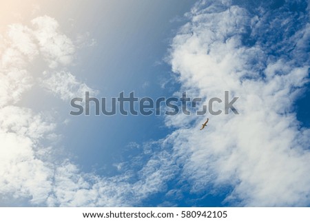 Seagull flying in the blue sky with clouds