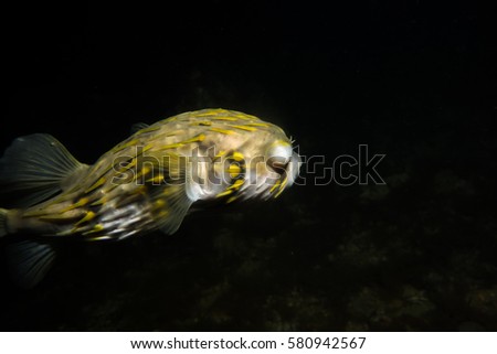 One-eyed porcupine fish swimming beneath Busselton Jetty in Western Australia.
