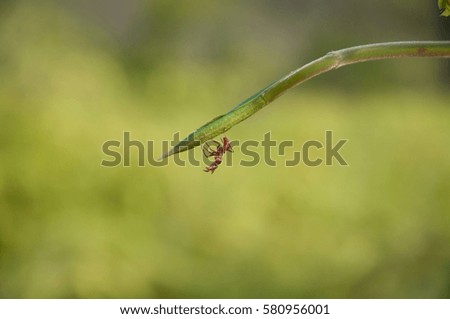 Red ant clinging to blade of grass