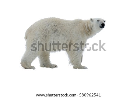 Polar bear isolated on white Royalty-Free Stock Photo #580962541