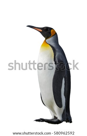 King Penguin isolated on white Royalty-Free Stock Photo #580962592