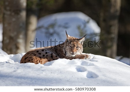 eurasian lynx, lynx lynx, Germany