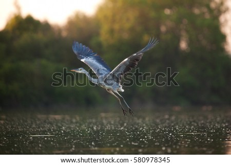 grey heron, ardea cinerea, Czech republic