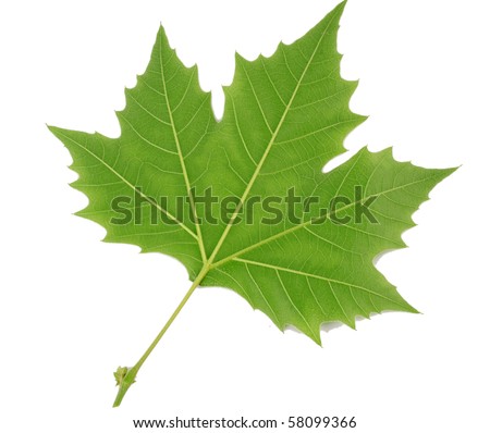 Close-up of a London plane (Platanus acerifolia) leaf. See my portfolio, TreePhoto for more Royalty-Free Stock Photo #58099366