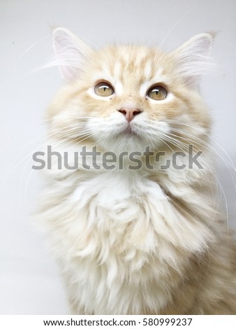 Close up Persian cat