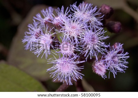 Horizontal image of strange looking pink flowers in a close up at a botanical garden.