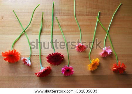 Aerial shot of Colorful Gerbera flowers scattered on wooden table