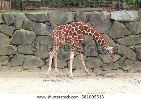 Giraffe of a zoo to eat,Yokohama,Japan
