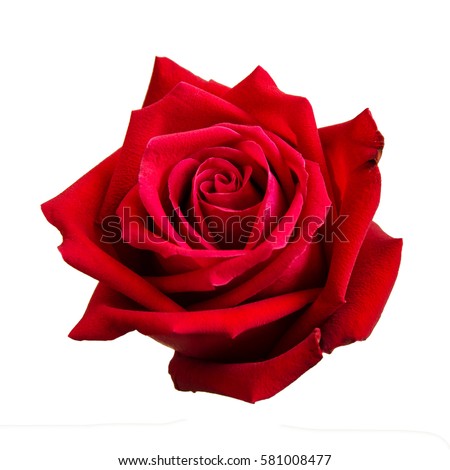Red rose isolated on white background Royalty-Free Stock Photo #581008477