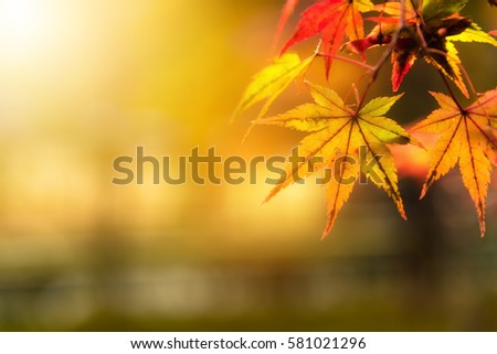 Closed up of colorful maple leaves on blurred background with copy space