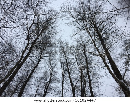 Tree forest winter