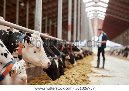 agriculture industry, farming and animal husbandry concept - herd of cows eating hay and man in cowshed on dairy farm